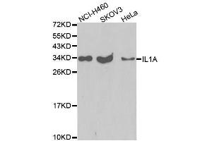 Image no. 2 for anti-Interleukin 1 alpha (IL1A) antibody (ABIN3023109)