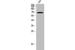 TIGD1 antibody  (Internal Region)