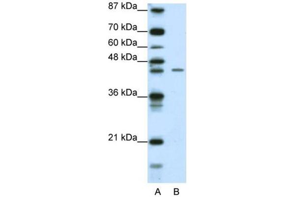 anti-Zinc Finger Protein 17 (ZNF17) (N-Term) antibody
