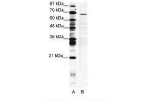 Image no. 1 for anti-PC4 and SFRS1 Interacting Protein 1 (PSIP1) (AA 311-360) antibody (ABIN202722)