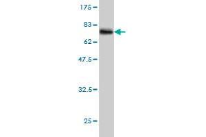 Image no. 3 for anti-Vacuolar Protein Sorting 72 Homolog (S. Cerevisiae) (VPS72) (AA 1-364) antibody (ABIN563124)