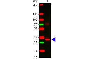 Image no. 1 for anti-Asparaginase Like 1 (ASRGL1) antibody (ABIN95396)