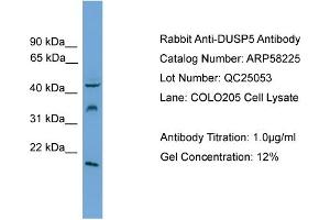 Image no. 1 for anti-Dual Specificity Phosphatase 5 (DUSP5) (Middle Region) antibody (ABIN2787599)