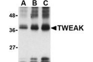 Image no. 2 for anti-Tumor Necrosis Factor (Ligand) Superfamily, Member 12 (TNFSF12) antibody (ABIN501094)