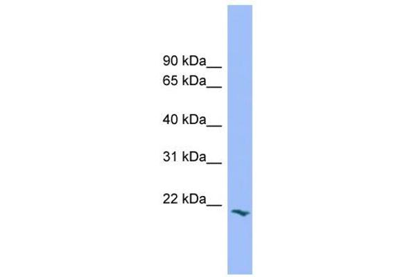 PRRG2 antibody  (Middle Region)