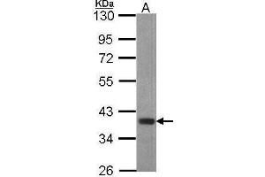 anti-Forkhead Box B1 (FOXB1) (C-Term) antibody