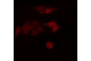 Image no. 1 for anti-Chloride Channel, Nucleotide-Sensitive, 1A (CLNS1A) antibody (ABIN6258026)