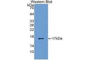 CCL5 antibody  (AA 24-91)