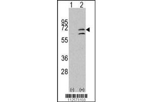 Image no. 1 for anti-Mitogen-Activated Protein Kinase 15 (MAPK15) (AA 32-61), (N-Term) antibody (ABIN391796)