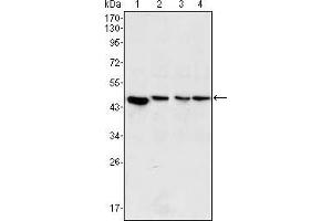 Image no. 1 for anti-Mitogen-Activated Protein Kinase Kinase 2 (MAP2K2) antibody (ABIN1724726)