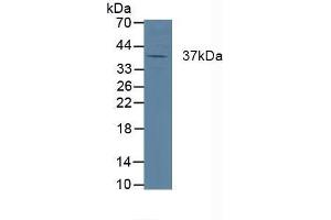 Cathepsin K 抗体  (AA 54-317)
