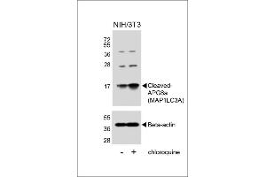 MAP1LC3A antibody  (cleaved)