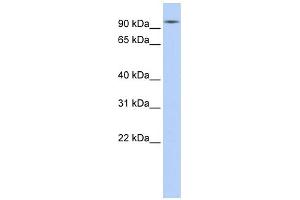 Image no. 4 for anti-Heat Shock Protein 90kDa alpha (Cytosolic), Class A Member 1 (HSP90AA1) (N-Term) antibody (ABIN2779296)