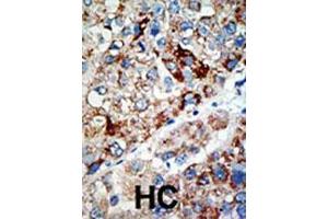 Image no. 2 for anti-Ubiquitin Specific Peptidase 21 (USP21) (AA 1-30), (N-Term) antibody (ABIN387919)