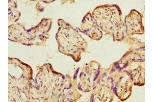 Immunohistochemistry of paraffin-embedded human placenta tissue using ABIN7159901 at dilution of 1:100