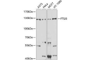 FTSJ3 antibody  (AA 608-847)