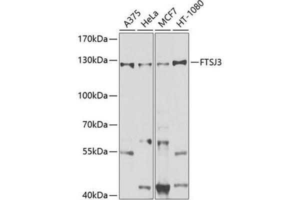 FTSJ3 Antikörper  (AA 608-847)