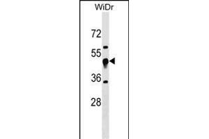 UQCRC1 Antibody (N-term) (ABIN1539072 and ABIN2850354) western blot analysis in WiDr cell line lysates (35 μg/lane).
