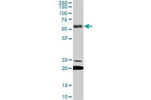 Image no. 4 for anti-Early B-Cell Factor 3 (EBF3) (AA 381-480) antibody (ABIN566977)