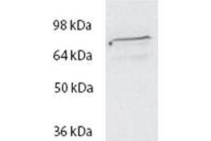 Image no. 2 for anti-Spastic Paraplegia 20 (Troyer Syndrome) (SPG20) (Internal Region) antibody (ABIN570717)