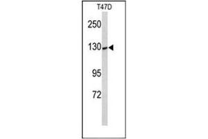 Image no. 3 for anti-Potassium Voltage-Gated Channel, Subfamily H (Eag-Related), Member 7 (KCNH7) (AA 58-87), (N-Term) antibody (ABIN953004)