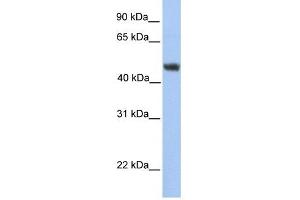 Image no. 1 for anti-Asparagine-Linked Glycosylation 2, alpha-1,3-Mannosyltransferase Homolog (ALG2) antibody (ABIN631449)