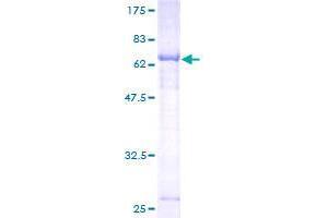 Image no. 1 for Atlastin GTPase 2 (ATL2) (AA 1-412) protein (GST tag) (ABIN1345990)