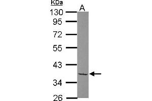 Image no. 1 for anti-TATA Box Binding Protein (TBP)-Associated Factor, RNA Polymerase I, A, 48kDa (TAF1A) (AA 1-180) antibody (ABIN1501285)
