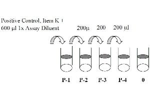 Image no. 3 for Mitogen-Activated Protein Kinase 1/3 (MAPK1/3) ELISA Kit (ABIN625226)