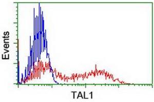 Image no. 2 for anti-T-Cell Acute Lymphocytic Leukemia 1 (TAL1) antibody (ABIN1501289)