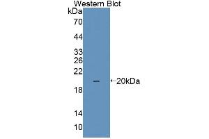 Image no. 1 for anti-Interleukin 1 Family Member 9 (IL1F9) (AA 5-153) antibody (ABIN5013777)