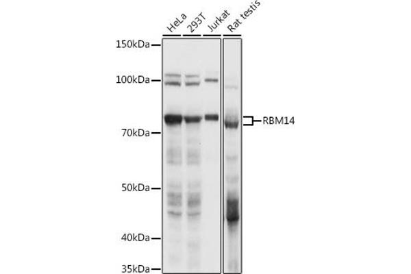 RBM14 antibody  (AA 500-600)