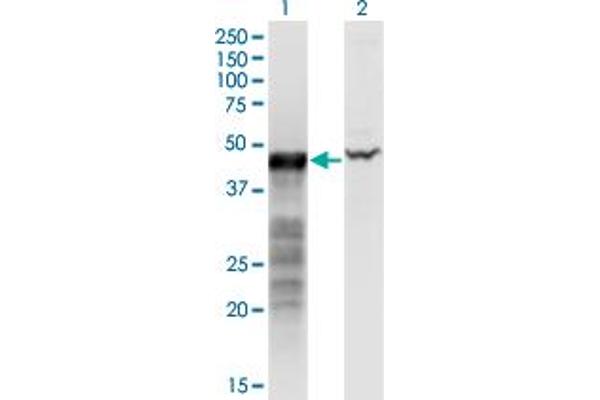 BNIP2 抗体  (AA 1-314)