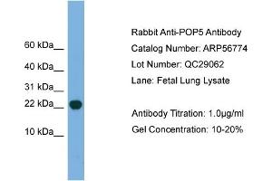POP5 antibody  (Middle Region)