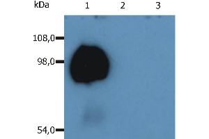 Image no. 2 for anti-Sialophorin (SPN) antibody (FITC) (ABIN94119)