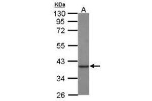Image no. 1 for anti-Creatine Kinase, Mitochondrial 1B (CKMT1B) (AA 212-388) antibody (ABIN1497529)