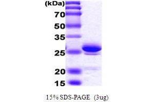 Image no. 1 for High Mobility Group Box 1 (HMGB1) (AA 1-215) protein (ABIN934963)