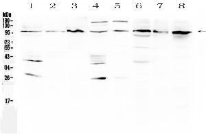 Image no. 1 for anti-Eukaryotic Translation Initiation Factor 2C, 1 (EIF2C1) (AA 376-409), (Middle Region) antibody (ABIN5518799)