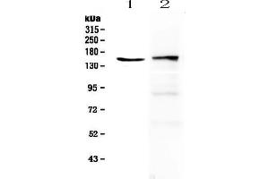 Phospholipase C gamma 2 anticorps  (AA 1201-1258)