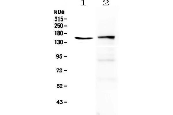 Phospholipase C gamma 2 antibody  (AA 1201-1258)