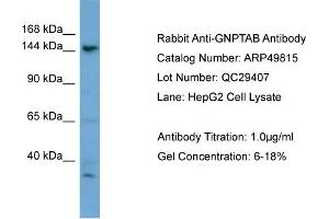 GNPTAB Antikörper  (N-Term)