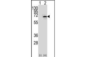 NEK3 anticorps  (AA 331-361)