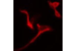 Image no. 2 for anti-Phosphogluconate Dehydrogenase (PGD) antibody (ABIN6256886)