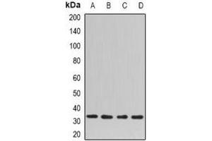 Image no. 2 for anti-N-Ethylmaleimide-Sensitive Factor Attachment Protein, gamma (NAPG) antibody (ABIN2967049)