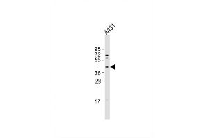 Image no. 2 for anti-Mitochondrial E3 Ubiquitin Protein Ligase 1 (MUL1) (AA 272-301), (C-Term) antibody (ABIN656738)