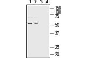 Western blot analysis of rat (lanes 1 and 3) and mouse (lanes 2 and 4) brain lysates: - 1,2 Anti-NETO1 (extracellular) Antibody (ABIN7043376, ABIN7044384 and ABIN7044385), (1:200).