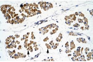 Image no. 2 for anti-Empty Spiracles Homeobox 2 (EMX2) (N-Term) antibody (ABIN2777391)