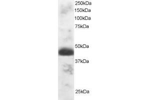 Image no. 1 for anti-Transcription Factor EC (TFEC) (N-Term) antibody (ABIN184742)