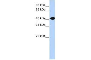 Image no. 1 for anti-Deoxyribonuclease II beta (DNASE2B) (N-Term) antibody (ABIN635735)