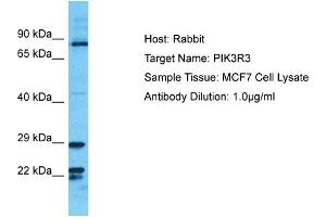 Image no. 1 for anti-Phosphatidylinositol 3-kinase regulatory subunit gamma (PIK3R3) (C-Term) antibody (ABIN2792065)